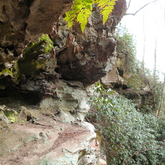 Ferns on Cliff